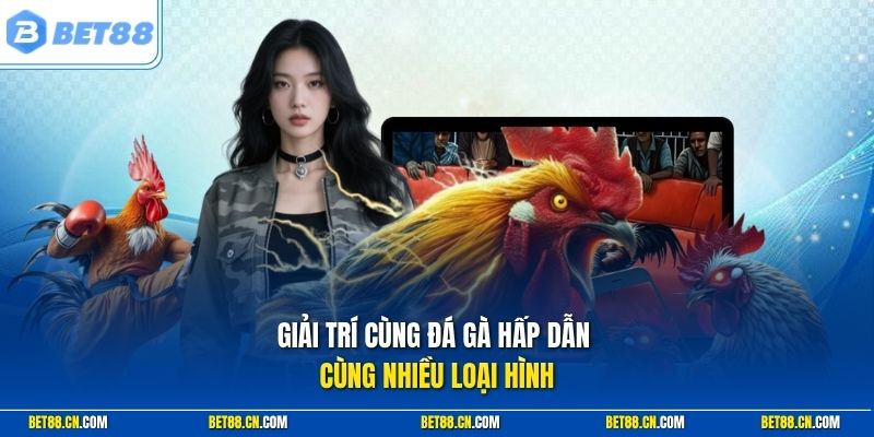 Giải trí cùng đá gà hấp dẫn cùng nhiều loại hình